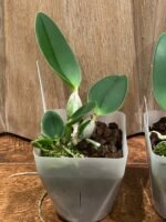 C. walkeriana semi-alba x sib. (‘Baby Tears’ x ‘Elixir of Love’) (BS, 3.5” pot) - Image 3