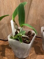 C. walkeriana semi-alba x sib. (‘Baby Tears’ x ‘Elixir of Love’) (BS, 3.5” pot) - Image 5