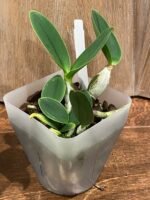 C. walkeriana semi-alba x sib. (‘Baby Tears’ x ‘Elixir of Love’) (BS, 3.5” pot) - Image 6