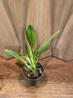 Cattleya NOID (suppose it is a white flower) (3.5” pot) - Image 3