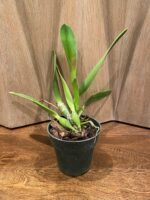 Cattleya NOID (suppose it is a white flower) (3.5” pot) - Image 4