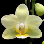 Phalaenopsis Pure Moon