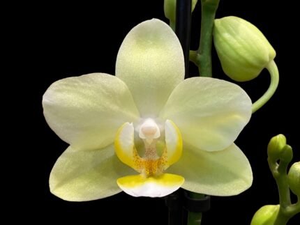 Double Spikes Phalaenopsis Pure Moon (3.5" pot)
