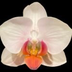 Double Spikes Phalaenopsis I-Hsin Herman (3.5" pot)