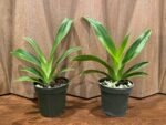 Phragmipedium Acker's Fu Manchu Blooming Size (4" pot)