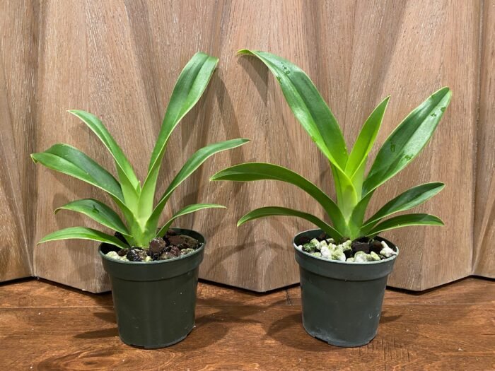 Phragmipedium Acker's Fu Manchu Blooming Size (4" pot) - Image 1