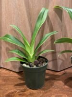 Phragmipedium Acker's Fu Manchu Blooming Size (4" pot) - Image 4