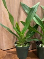 In Spike - Phragmipedium QF Makana (Eric young × QF Kamakakilo Tyler) (4” Pot) - Image 3