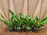 In Spike - Phragmipedium QF Makana (Eric young × QF Kamakakilo Tyler) (4” Pot) - Image 2
