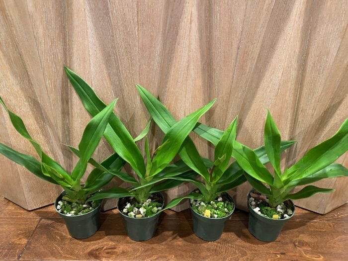 In Spike - Phragmipedium QF Makana (Eric young × QF Kamakakilo Tyler) (4” Pot) - Image 2