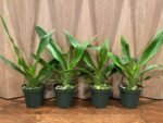 In Spike - Phragmipedium QF Makana (Eric young × QF Kamakakilo Tyler) (4” Pot)