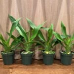 In Spike - Phragmipedium QF Makana (Eric young × QF Kamakakilo Tyler) (4” Pot)