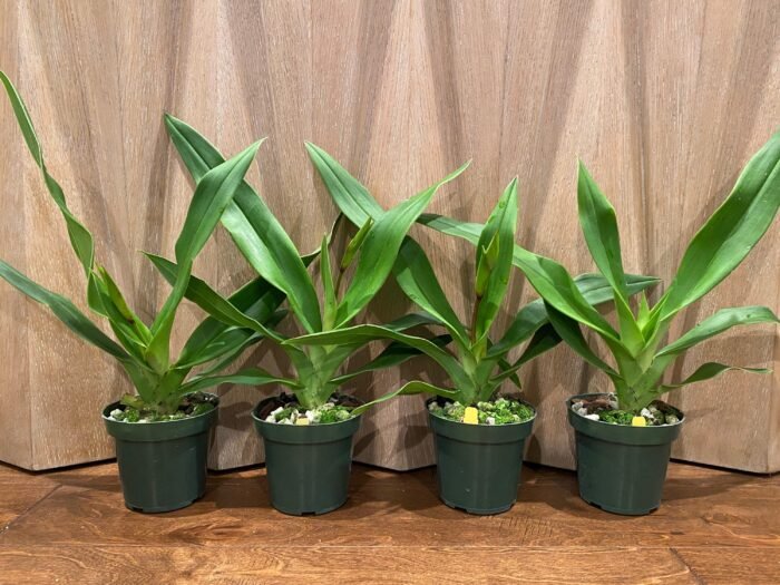 In Spike - Phragmipedium QF Makana (Eric young × QF Kamakakilo Tyler) (4” Pot) - Image 1