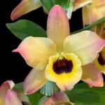 In Buds Fragrant - Dendrobium Oriental Smile ‘Butterfly’ (3.5” pot)