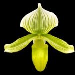 In Spike Paph. Maudiae Makuli Cutissii x Maudiae Napa Valley (2" pot)