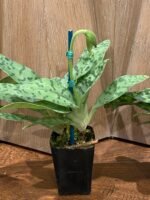 In Spike Paph. Maudiae Makuli Cutissii x Maudiae Napa Valley (2" pot) - Image 3