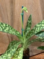 In Spike Paph. Maudiae Makuli Cutissii x Maudiae Napa Valley (2" pot) - Image 5