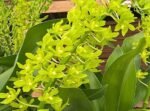 HUGE & In Bud - Grammatophyllum (Tiger Paw x scriptum ‘Citrinum) x scriptum ‘Citrinum’ (5” pot)