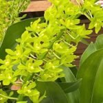 HUGE & In Bud - Grammatophyllum (Tiger Paw x scriptum ‘Citrinum) x scriptum ‘Citrinum’ (5” pot)