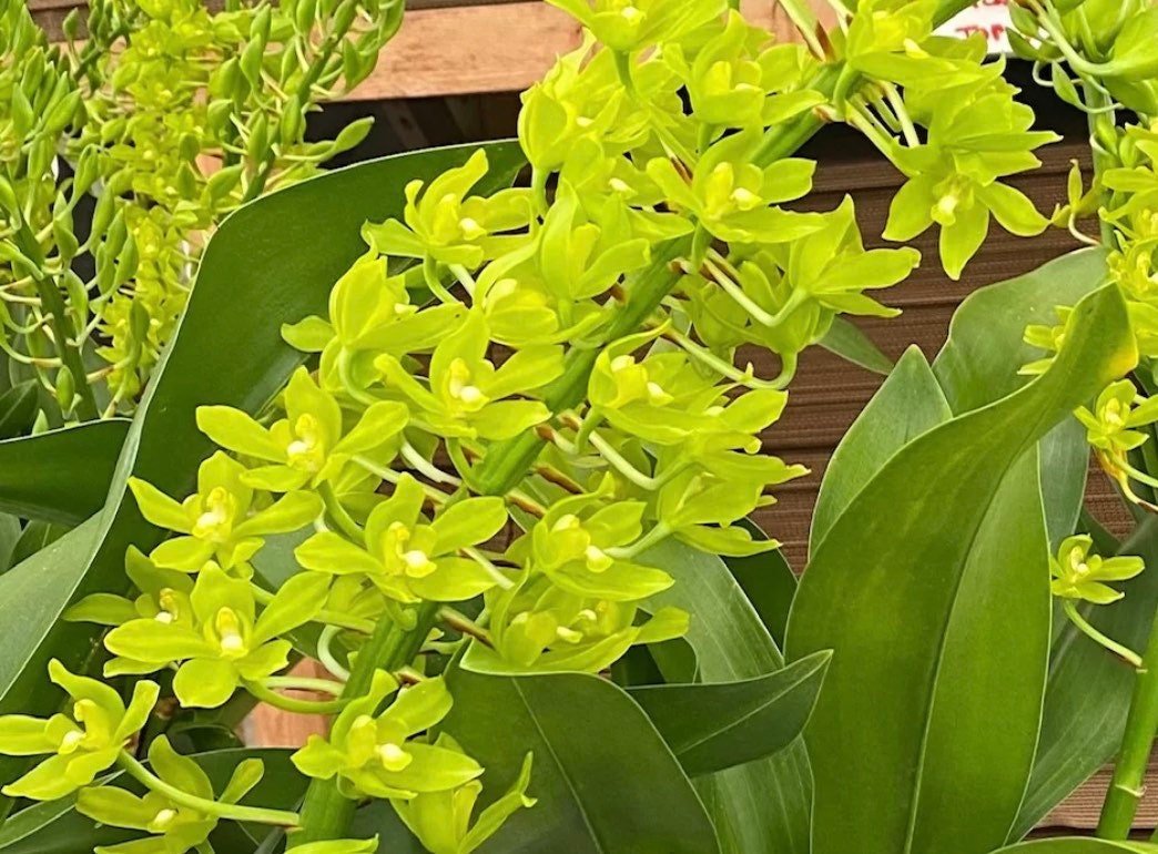 il_fullxfull.4617037838_n7hs-1.jpg HUGE & In Bud - Grammatophyllum (Tiger Paw x scriptum ‘Citrinum) x scriptum ‘Citrinum’ (5” pot) - Image 1