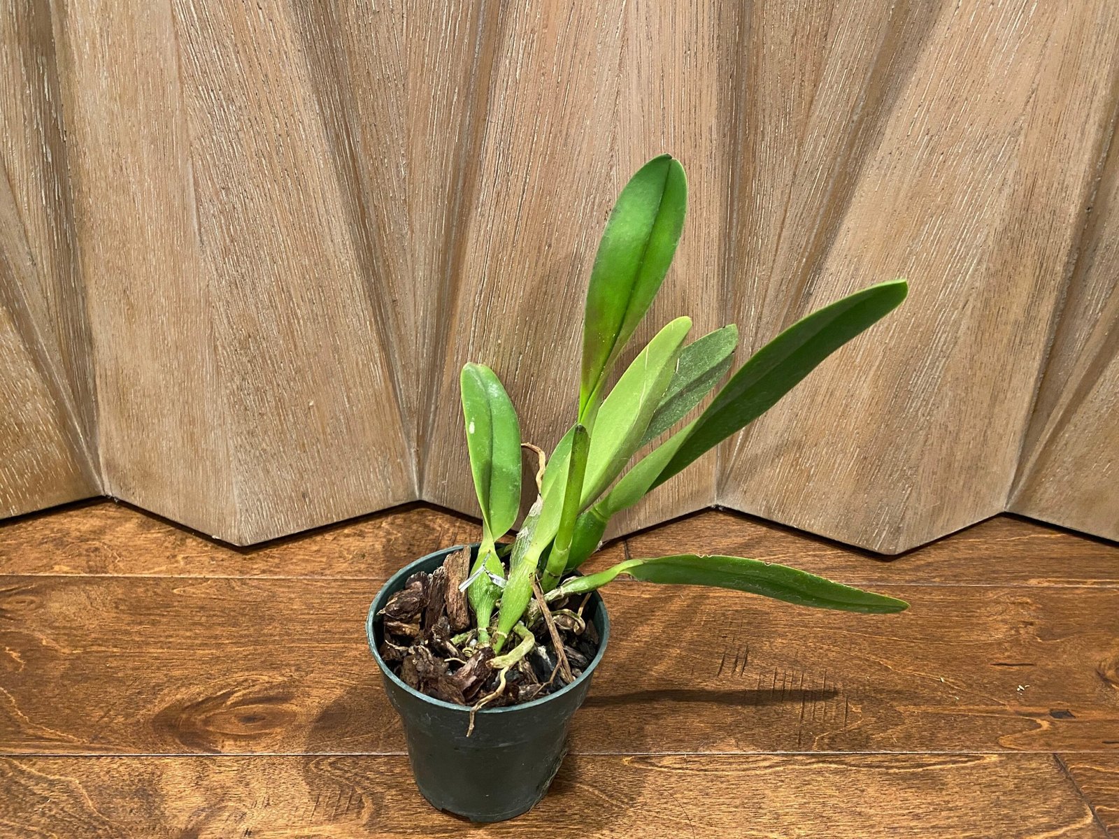 il_fullxfull.4633567209_2f04.jpg Cattleya NOID (suppose it is a white flower) (3.5” pot) - Image 1