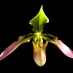 IN SPIKE Paphiopedilum hainanense (2” Pot)