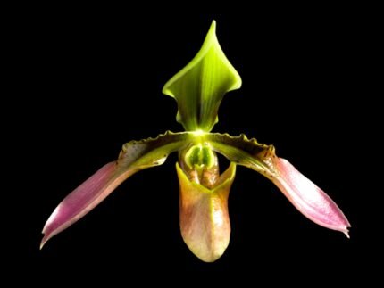 IN SPIKE Paphiopedilum hainanense (2” Pot)