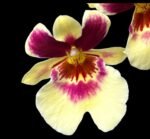 Fragrant - Miltoniopsis Banana Fandango ‘Faded Memories’ (3.5” pot)