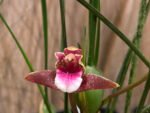 Maxillaria sanguinea ‘Willie’