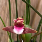 Maxillaria sanguinea ‘Willie’