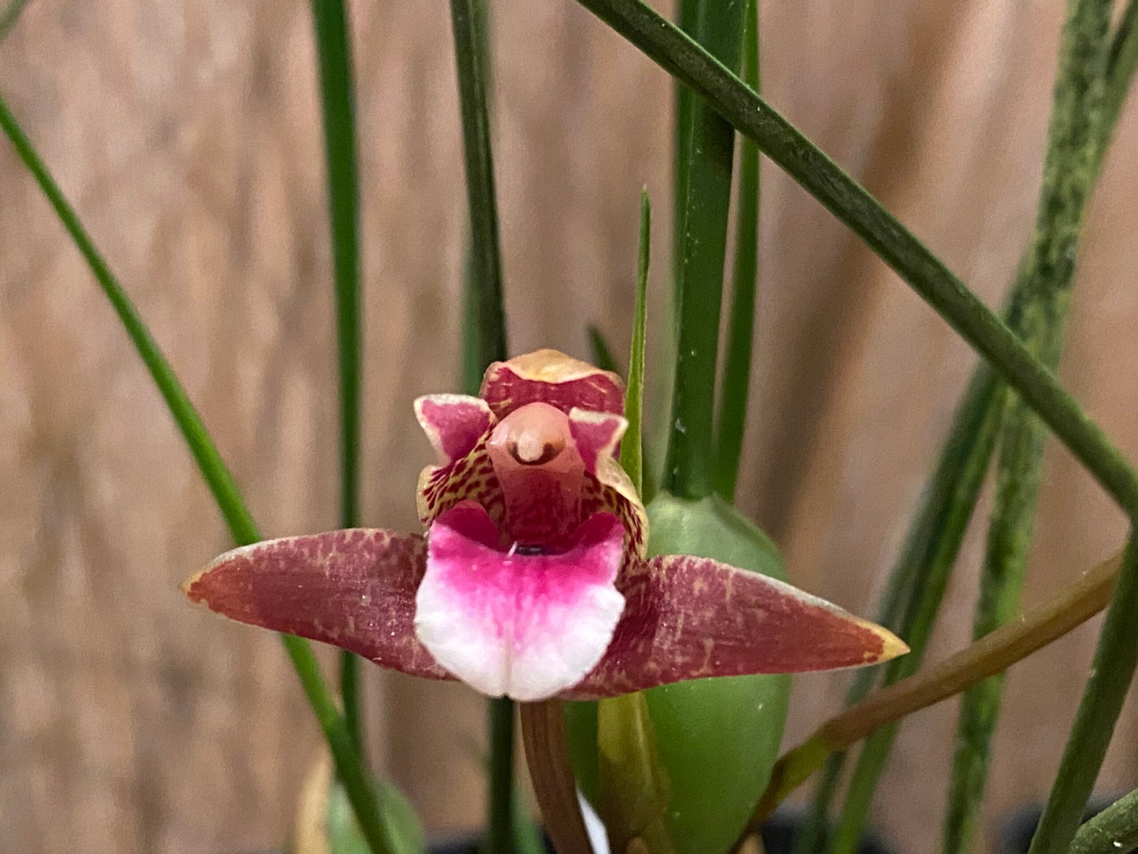 Maxillaria sanguinea ‘Willie’ Maxillaria sanguinea ‘Willie’