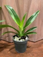 Phragmipedium Acker's Fu Manchu Blooming Size (4" pot) - Image 3