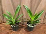Phragmipedium Acker's Fu Manchu Blooming Size (4" pot) - Image 2