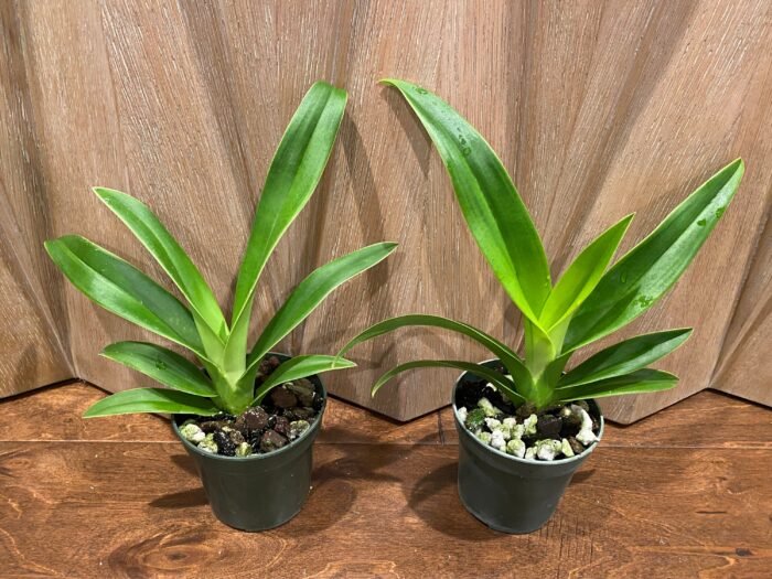 Phragmipedium Acker's Fu Manchu Blooming Size (4" pot) - Image 2