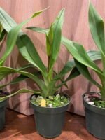 In Spike - Phragmipedium QF Makana (Eric young × QF Kamakakilo Tyler) (4” Pot) - Image 4