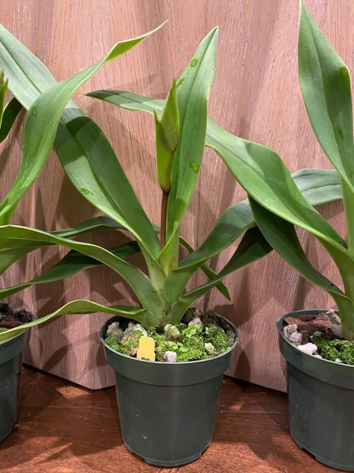 In Spike - Phragmipedium QF Makana (Eric young × QF Kamakakilo Tyler) (4” Pot) - Image 4