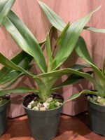 In Spike - Phragmipedium QF Makana (Eric young × QF Kamakakilo Tyler) (4” Pot) - Image 5