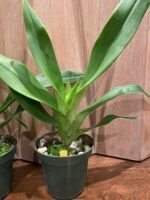 In Spike - Phragmipedium QF Makana (Eric young × QF Kamakakilo Tyler) (4” Pot) - Image 6