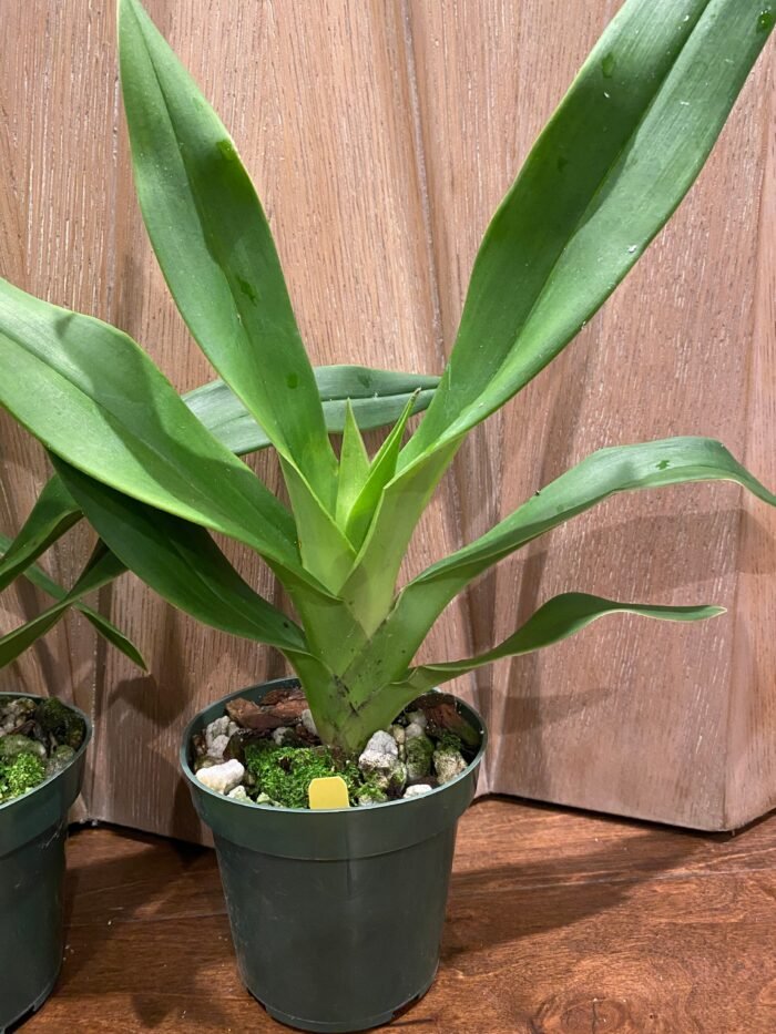 In Spike - Phragmipedium QF Makana (Eric young × QF Kamakakilo Tyler) (4” Pot) - Image 6