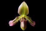 IN BUD Paph. Sam Tsui (argus x hookerae v. volonteanum) (2" pot) - Image 2