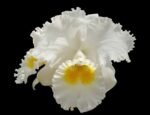 FRAGRANT- Cattleya Cattleya Earl ‘Imperialis’ × Mishima Pearl ‘Blumen Insel  (5” pot)