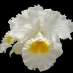 FRAGRANT- Cattleya Cattleya Earl ‘Imperialis’ × Mishima Pearl ‘Blumen Insel  (5” pot)