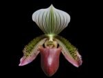 In Spike - Paph. Supersuk ‘Eureka’ AM/AOS x (Raisin Pie ‘Hsinying’) x sib (3.5” Pot)