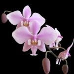 In Spike Phalaenopsis schilleriana x sib (3.5” Pot)