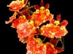 Tolumnia Jairak Firm ‘Orange Spread’ (3” Pot)