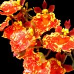 Tolumnia Jairak Firm ‘Orange Spread’ (3” Pot)