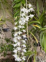 IN BUDS Fragrant - Dendrobium anosmum alba (3.5” Pot) - Image 3