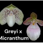 In Bud Paph. Wössner Greyimic (Greyi × micranthum) (2” Pot)