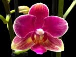 FRAGRANT Phalaenopsis I-Hsin Colorful Runner (3.5" pot)