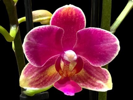FRAGRANT Phalaenopsis I-Hsin Colorful Runner (3.5" pot)